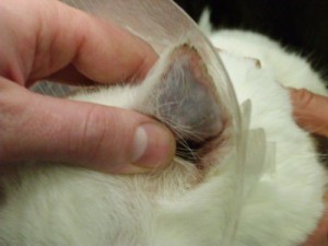 Ушная чесотка у кошки