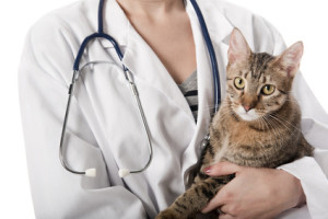 Заболевания печени у кошки