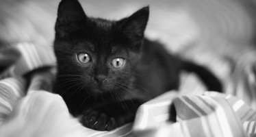 Как назвать черного кота