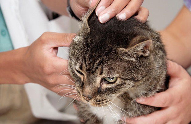 Почему кот чешет уши и трясет головой - Все о породах кошек с описанием