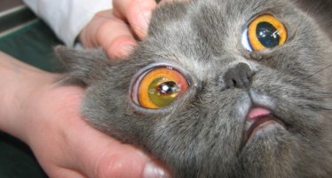 Заболевания глаз у кошек