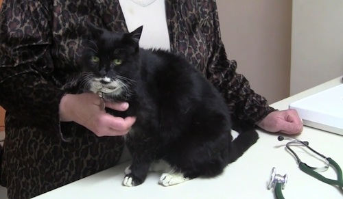 барханный кот в пустыне. кот сахара. кот сахара. сахарный диабет у животных симптомы. кот в сахаре.