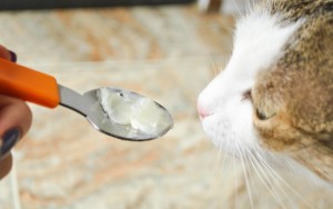 Симптомы нехватки витаминов у кошек