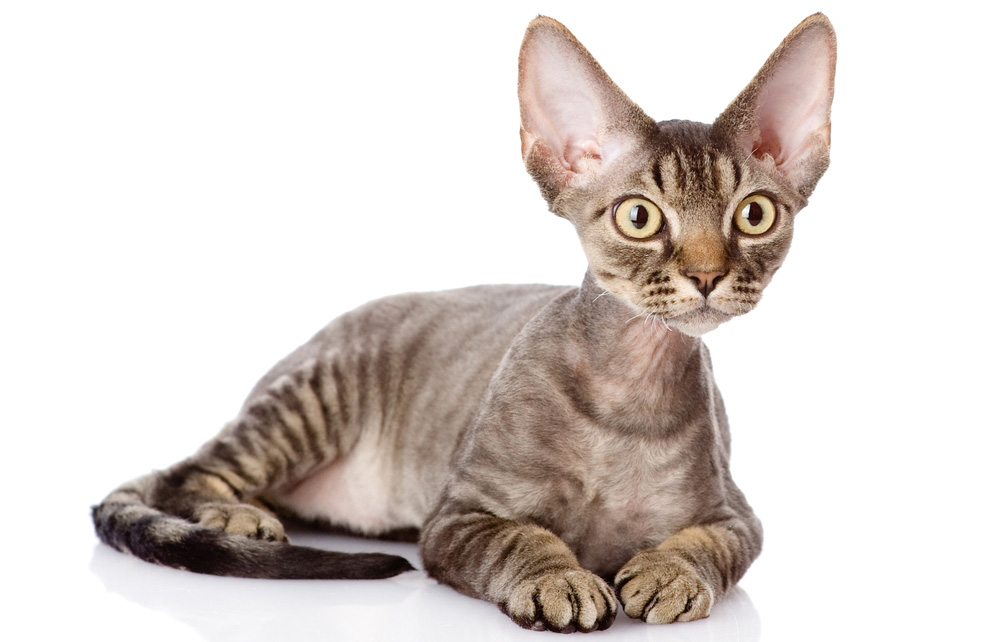 Кошки которые не линяют