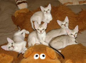 Котята сингапурской породы кошек