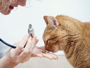 Опухоли печени у кошек, осмотр ветеринара