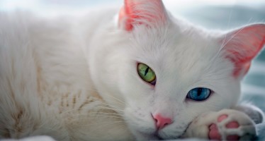 Самые красивые породы кошек
