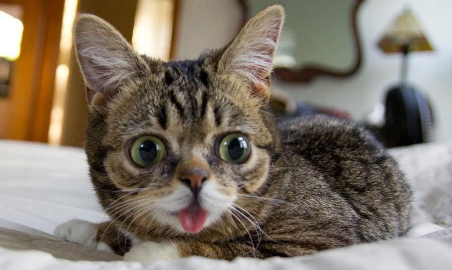 Кошка с выпученными глазами картинки