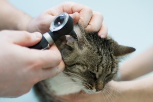 Болезни наружного и внутреннего уха у кошек