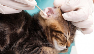 Профилактика ушных заболеваний у кошек
