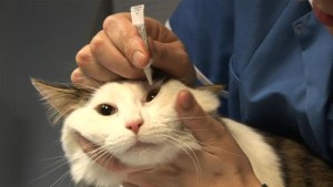 Лечение глазных заболеваний у кокшек