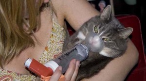 У кошки астма