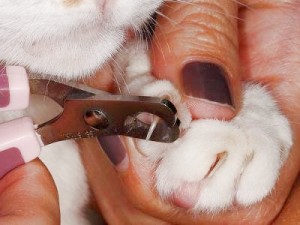 Подрезание когтей кошке