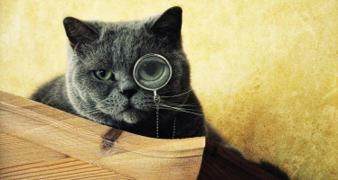 Самые умные породы кошек