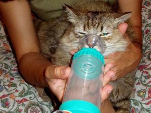 Профилактика астмы у кошек