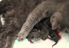 Помогаем кошке при родах