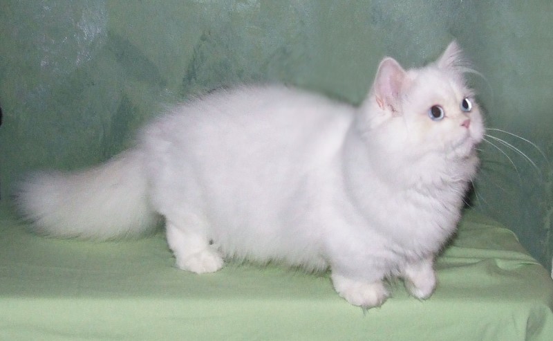 Наполеон кошка