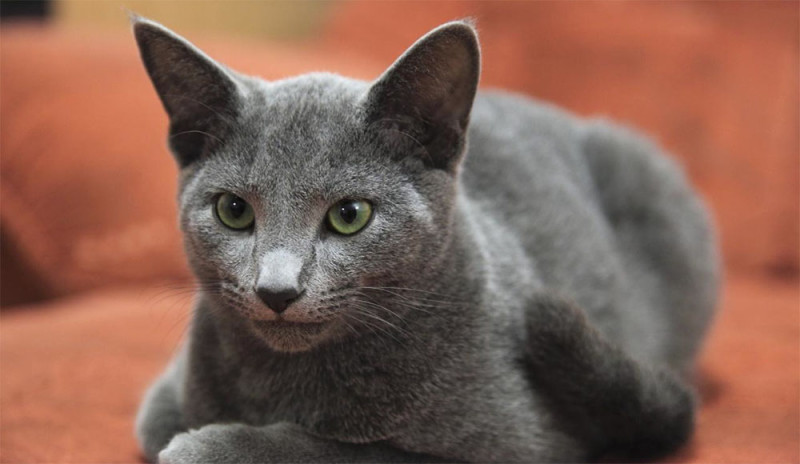 Порода кошек русская голубая фото