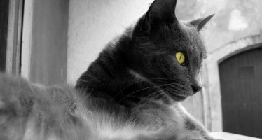 Породы серых кошек