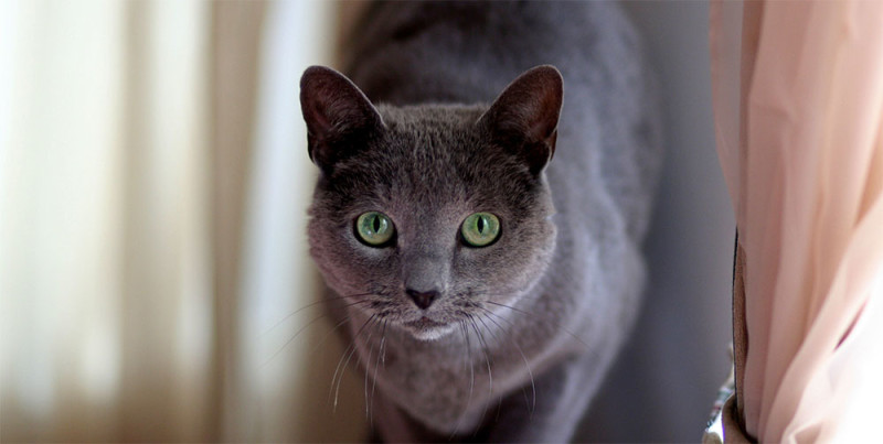 Русская голубая кошка фото