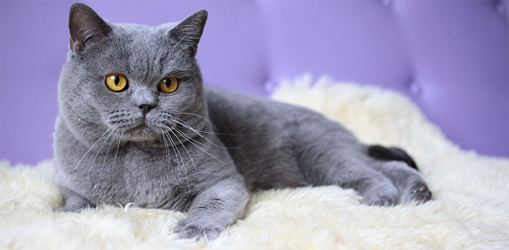 Популярные породы кошек с фотографиями и названиями в россии
