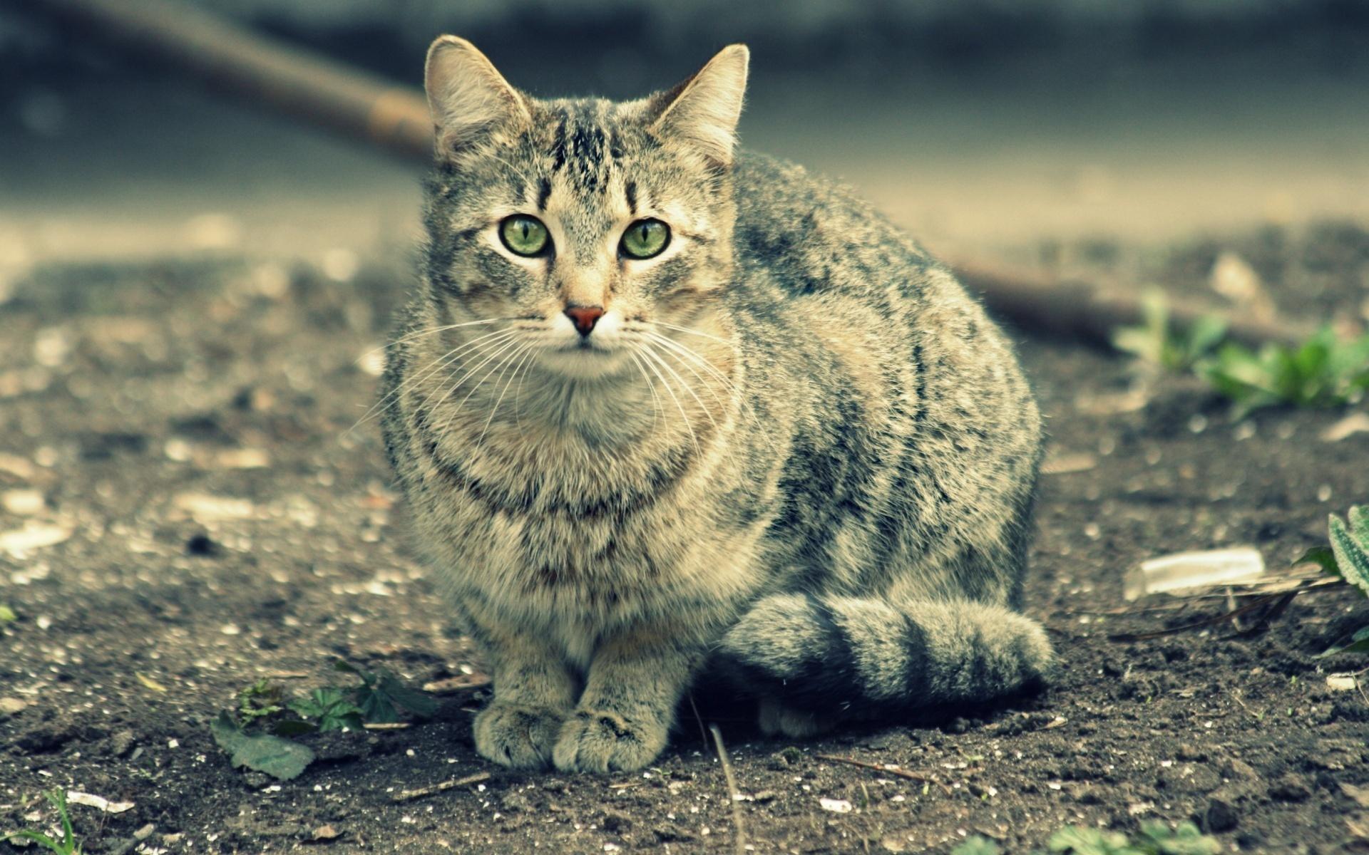 Фотографируем кошек. Европейская Лесная короткошерстная кошка. Фелис Катус кот. Обои кошки. Красивые коты.