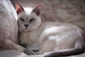 Тонкинская кошка и ее окрасы