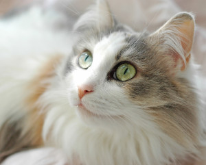 рагамаффин кошка фото