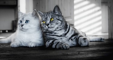 Короткошерстные породы кошек