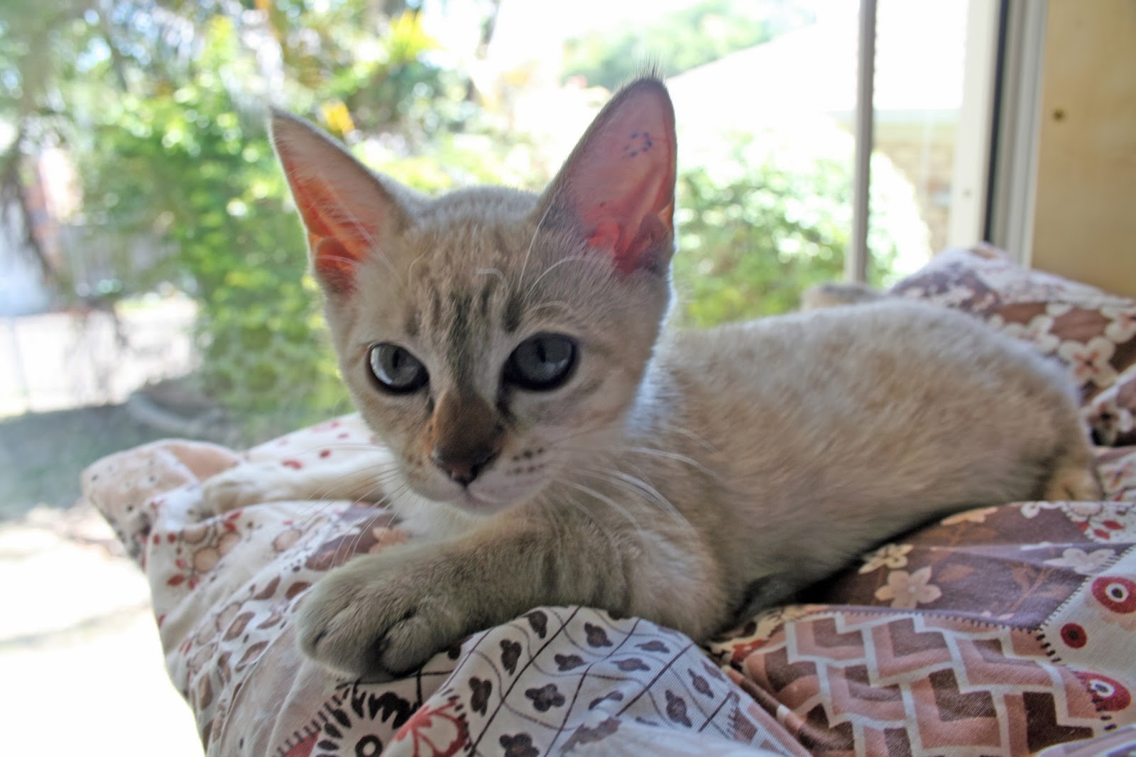 Австралийский мист кошка фото