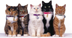 Русские породы кошек