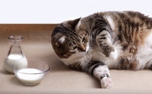 Чем и сколько кормить беременную кошку
