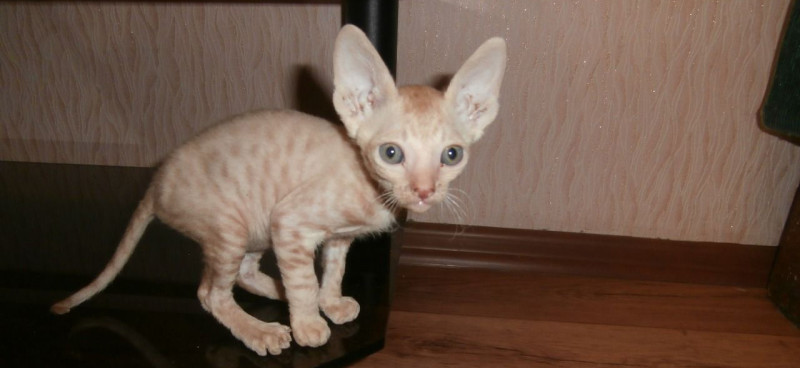 Фото котенка породы Корниш-рекс