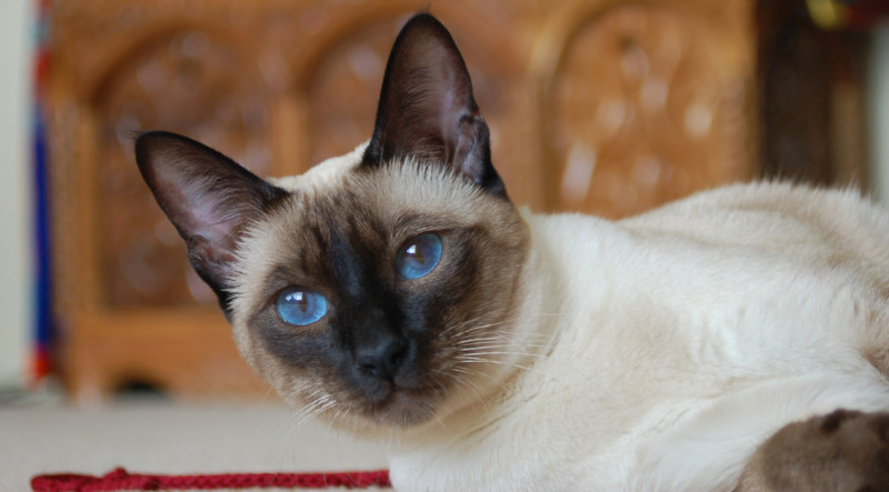 Тайская порода кошек фото
