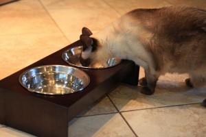 Особенности питание тонкинской кошки