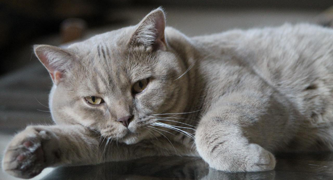 Самые популярные породы короткошерстных кошек Все о