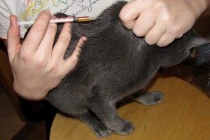 Как сделать укол кошке