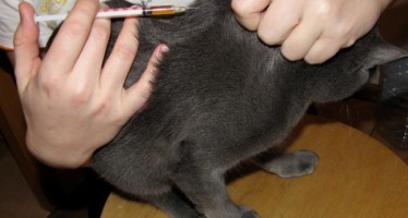 Как сделать укол кошке