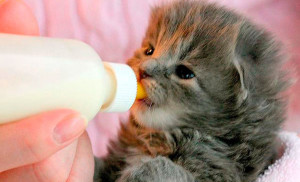 Как часто кормить маленьких котят