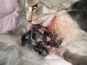 Как рожают кошки в первый раз