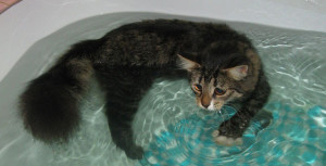Кошка плавает в ванной