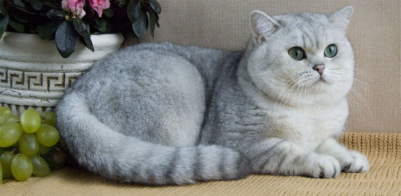 Британская короткошерстная кошка, английская порода