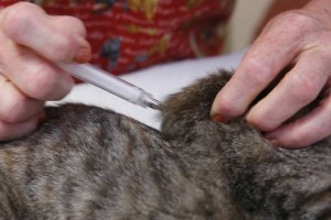 Как поставить укол подкожно кошке