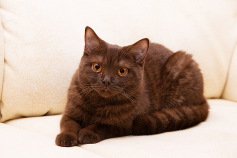 Йоркская шоколадная кошка фото