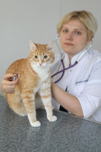 Кошка и ветеринар