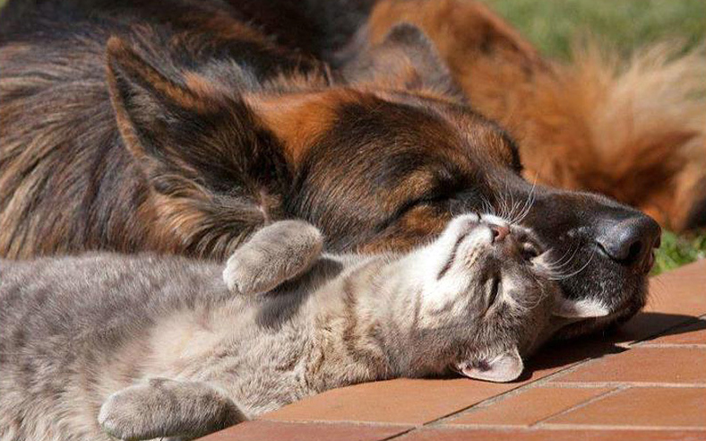 Кошка и собака - как подружить
