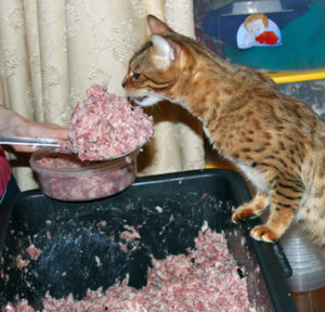 Котенок 2 месяца бенгальской породы ест