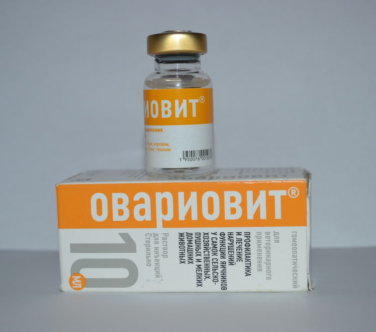 Овариовит перед вязкой собаки схема