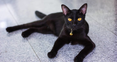 Породы черных кошек
