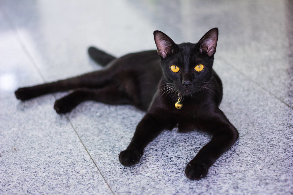 Породы черных котов с фотографиями и названиями